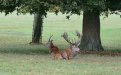 Woburn Estate deer, Bedfordshire, UK