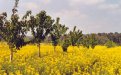 Wild cherry trees and oilseed rape in spring: a mixture of colours (Hérault, France)