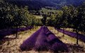 Lavander and walnut trees at the beginning of summer (Drôme, France)