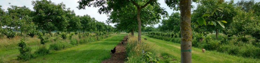 European Agroforestry Federation | EURAF